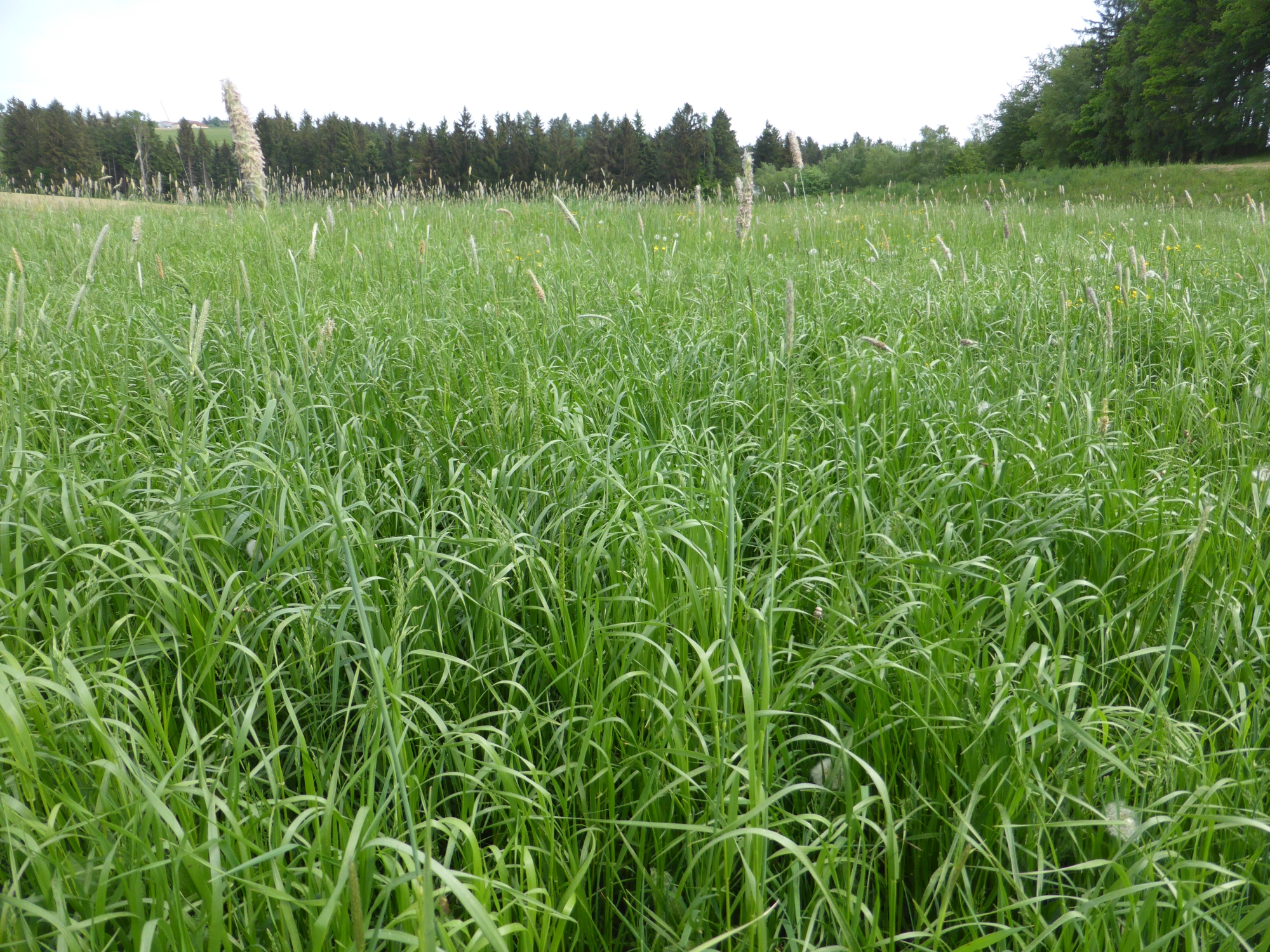 Bio Saatgut Luzerne Gras 10 kg ÖKO mehrjährig Ackerfutterbau Silierung Heu Saat 